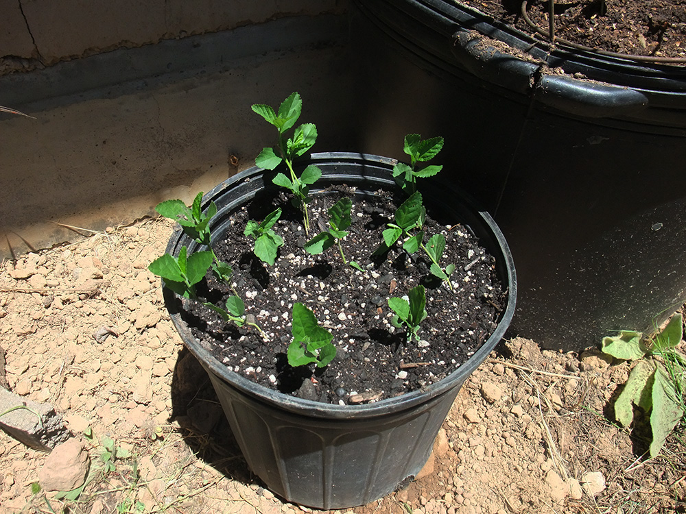 Planter with small Sida plants